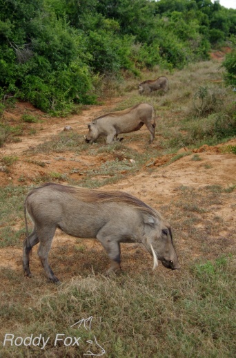 Three warthogs in a row