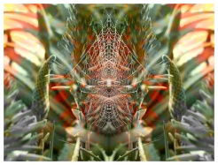 Aloe Web