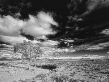 Lone tree, Blaauwater Siding, Nieu-Bethesda, Karoo